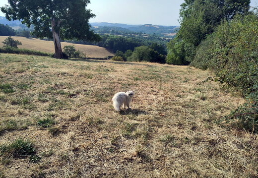 Le matou persan